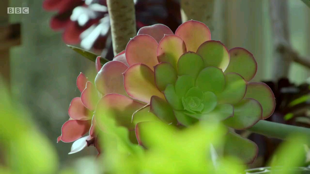 园丁世界.E01.2020